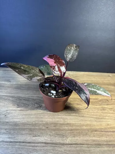 plant/Philodendron Pink Princess Marble 4”-2-thumbnail