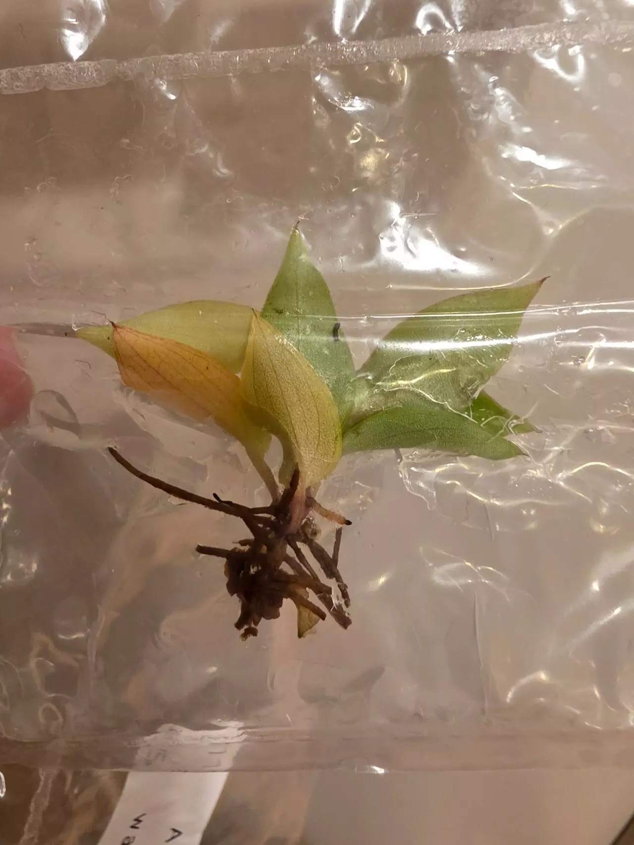 plant/Red Sun, Philo McDowell Tissue Culture Pack Rehab-0