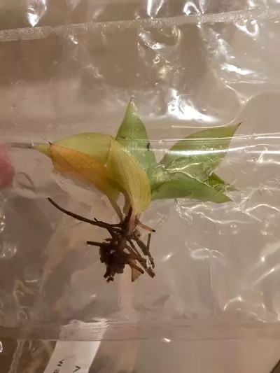 plant/Red Sun, Philo McDowell Tissue Culture Pack Rehab-0-thumbnail