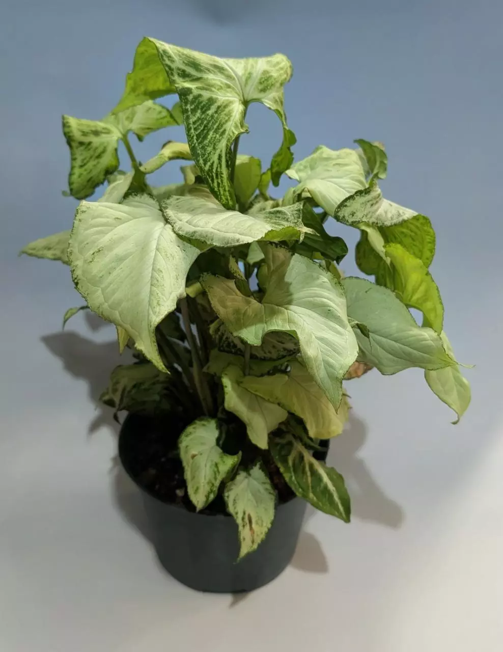 plant/Syngonium White Butterfly #177-0