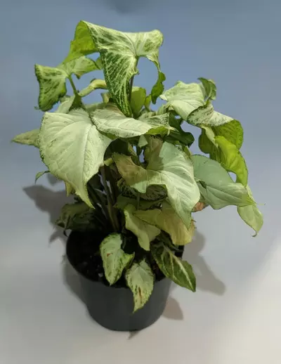 plant/Syngonium White Butterfly #177-0-thumbnail