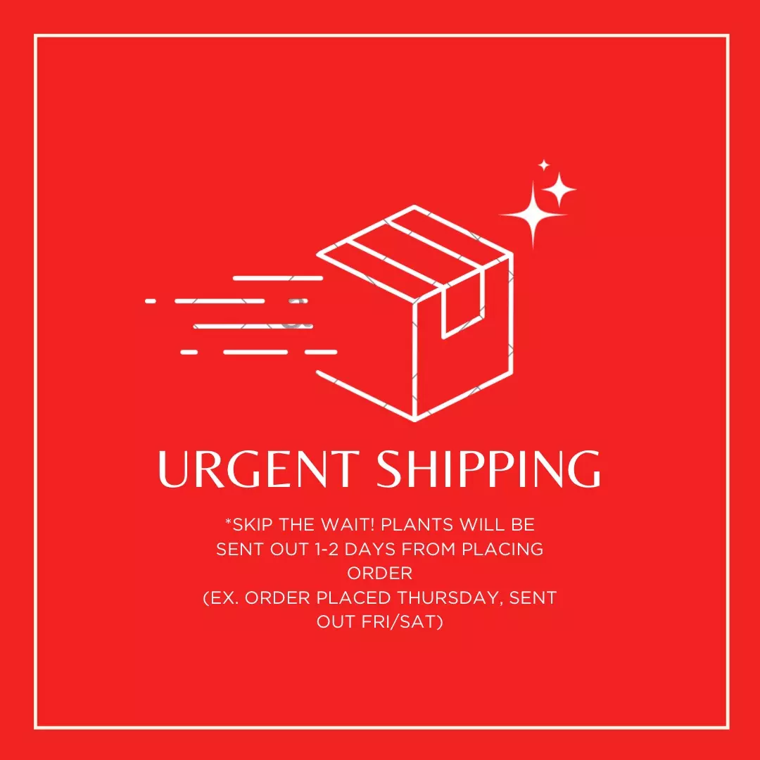 shipping_upgrade/URGENT SHIPPING ADD-ON-0