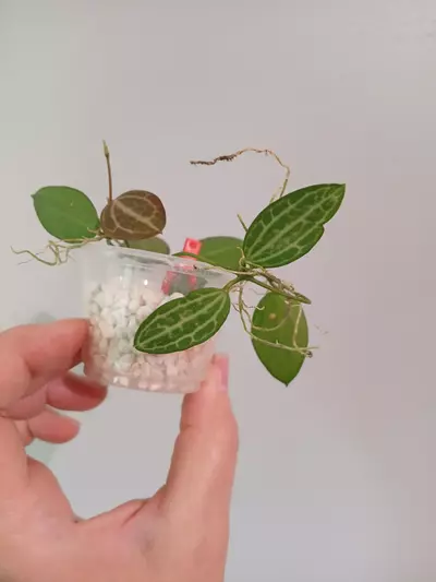 plant/Dischidia Ovata-3-thumbnail