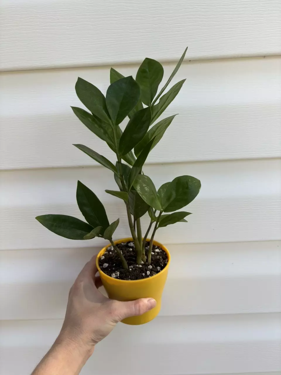plant/ZZ Plant-1