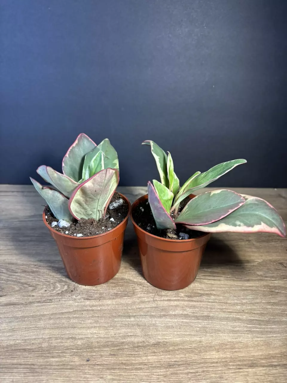 plant/Peperomia Ginny Variegated 3” - grower’s choice-1