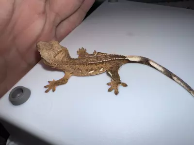 plant/CG#23-1-thumbnail