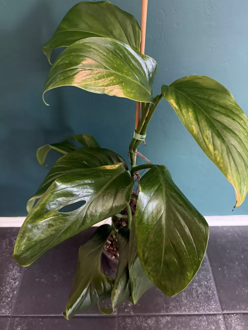 plant/✨ Rare Monstera egregia Rooted Node w/ Growth Point 🌱(1)-1