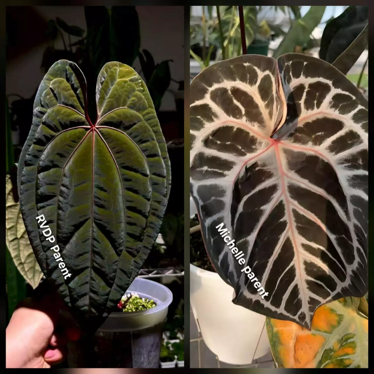 plant/Anthurium RVDP x Michelle-8