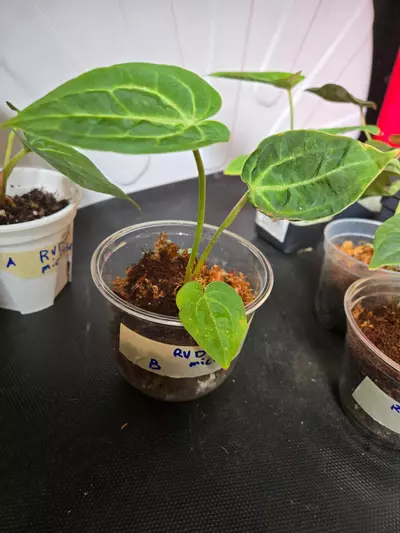 plant/Anthurium RVDP x Michelle-2-thumbnail