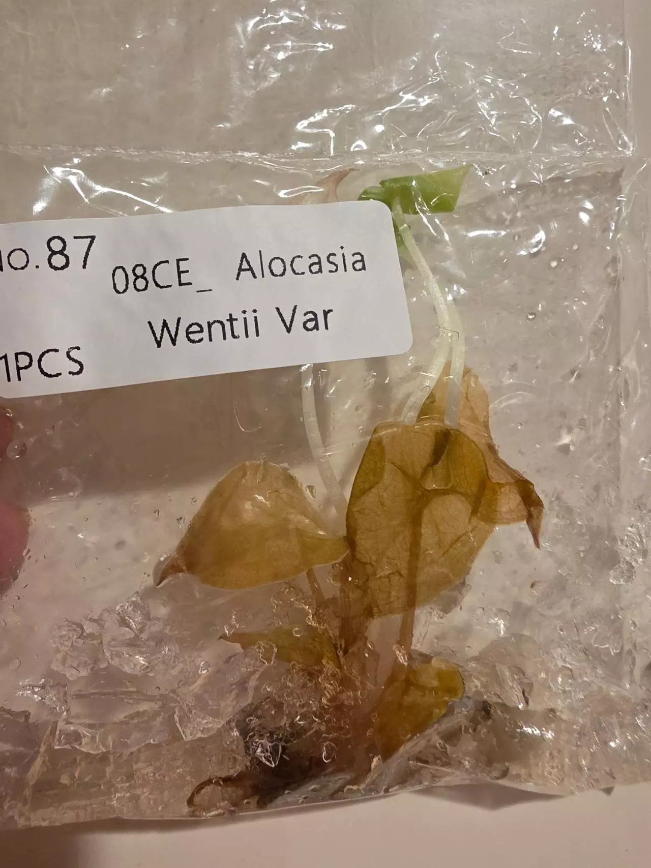 plant/REHAB tissue culture TC pack. Alocasia Aurea Wentii & Alocasia Aurea Gageana-4