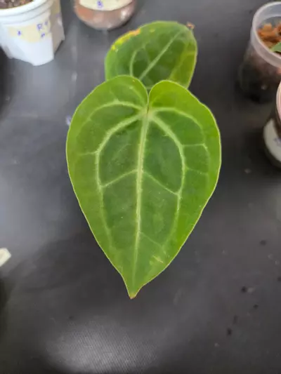 plant/Anthurium RVDP x Michelle-4-thumbnail