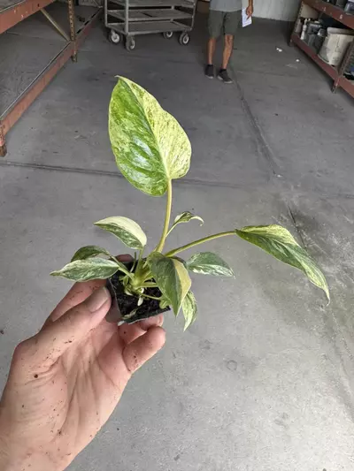 plant/Homalomena java starter plant growera choice-2-thumbnail