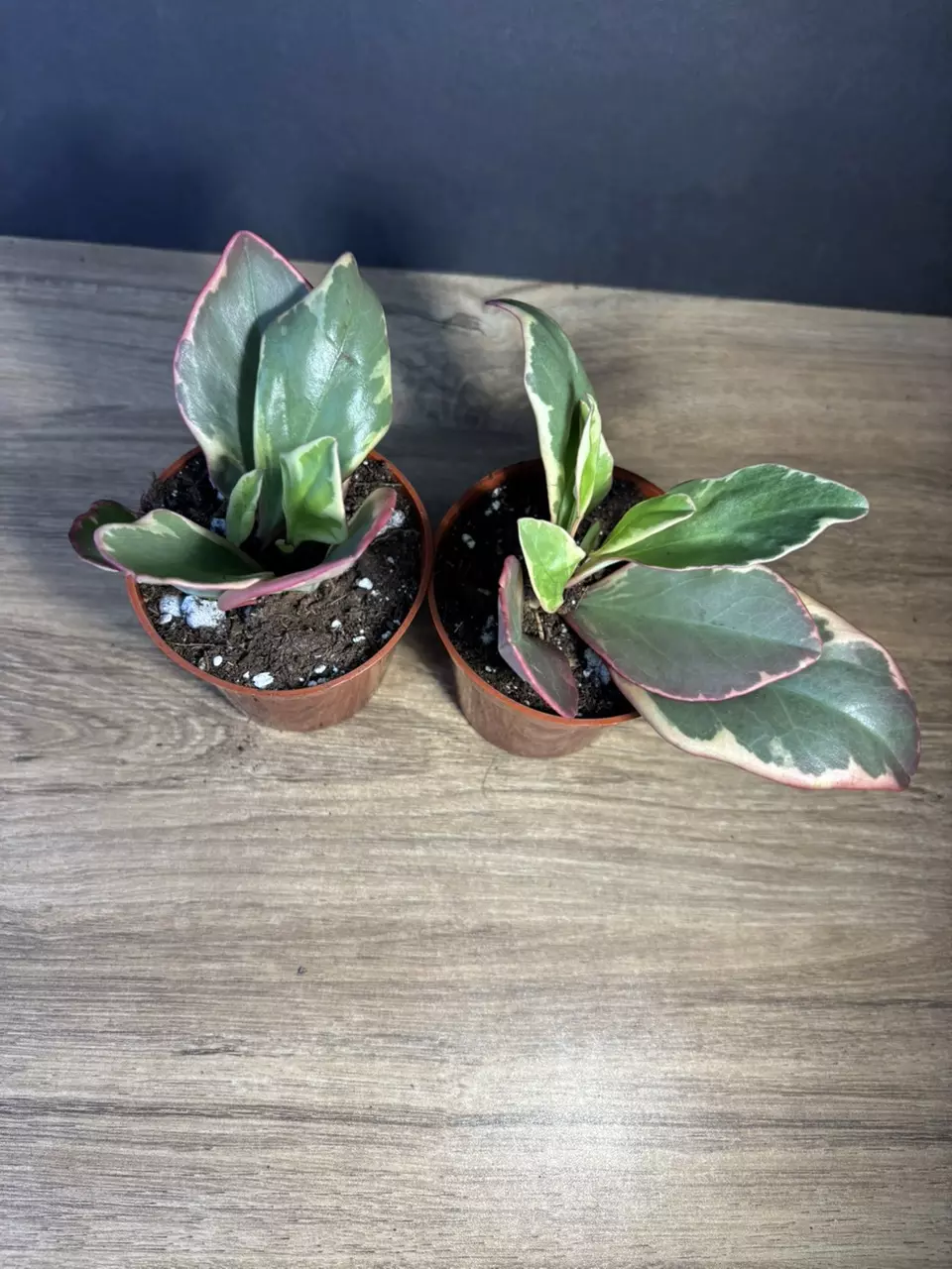 plant/Peperomia Ginny Variegated 3” - grower’s choice-2