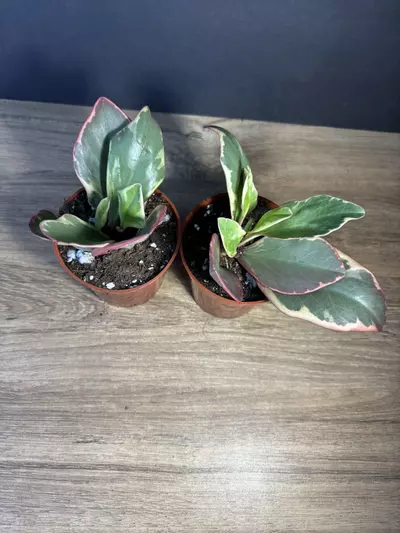 plant/Peperomia Ginny Variegated 3” - grower’s choice-2-thumbnail