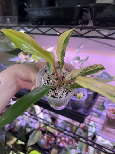 plant/Florida Beauty x Tortum-3-thumbnail