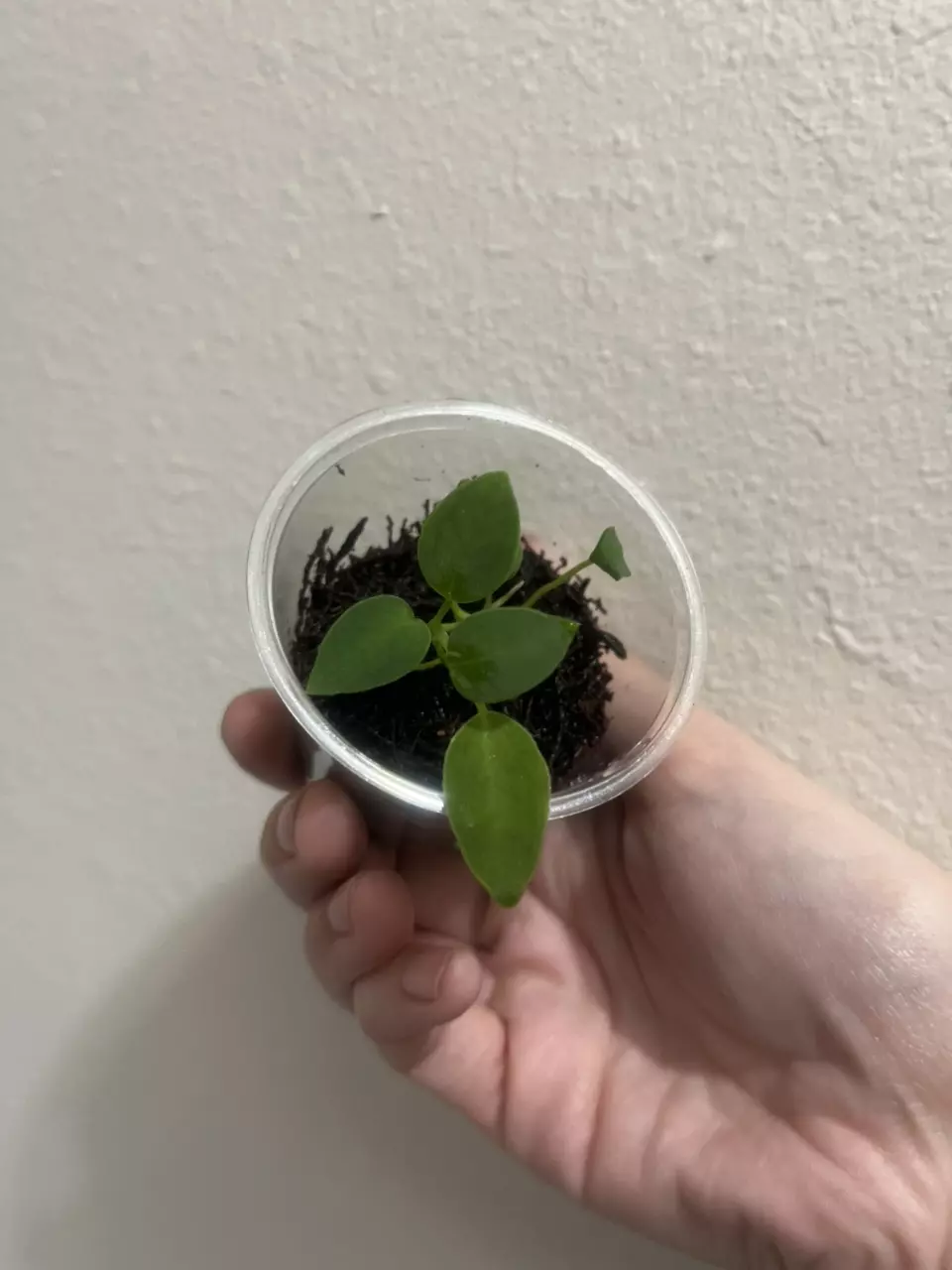 plant/Anthurium Dark Queen-0