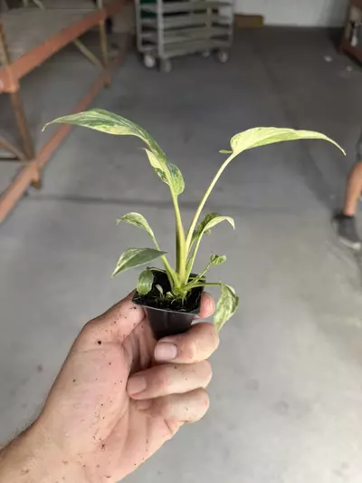 plant/Homalomena java starter plant growera choice-5-thumbnail