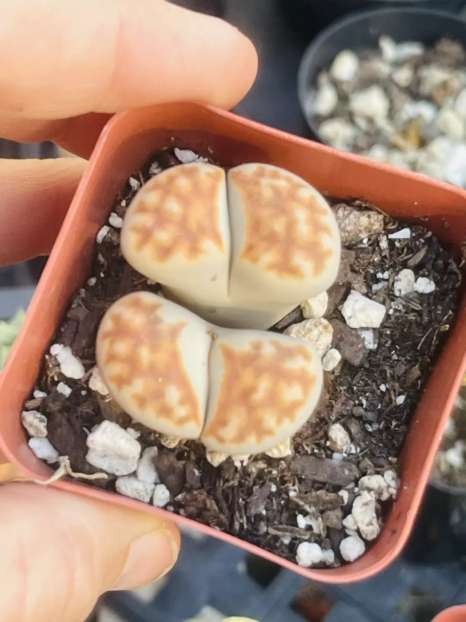 plant/Mesemb Large Lithops Double Header-0