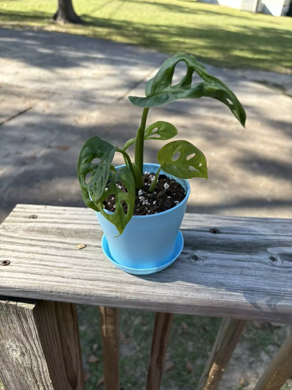 plant/Monstera adansonii-0