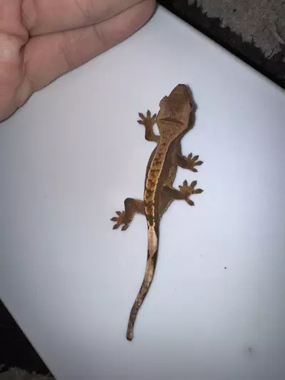 plant/CG#27-0-thumbnail