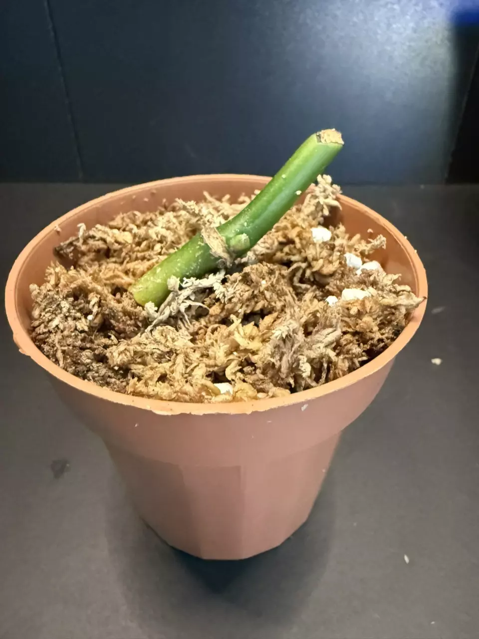 plant/✨ Rare Monstera egregia Rooted Node w/ Growth Point 🌱(3)-0