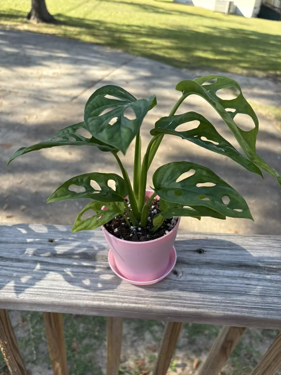 plant/Monstera adansonii-0