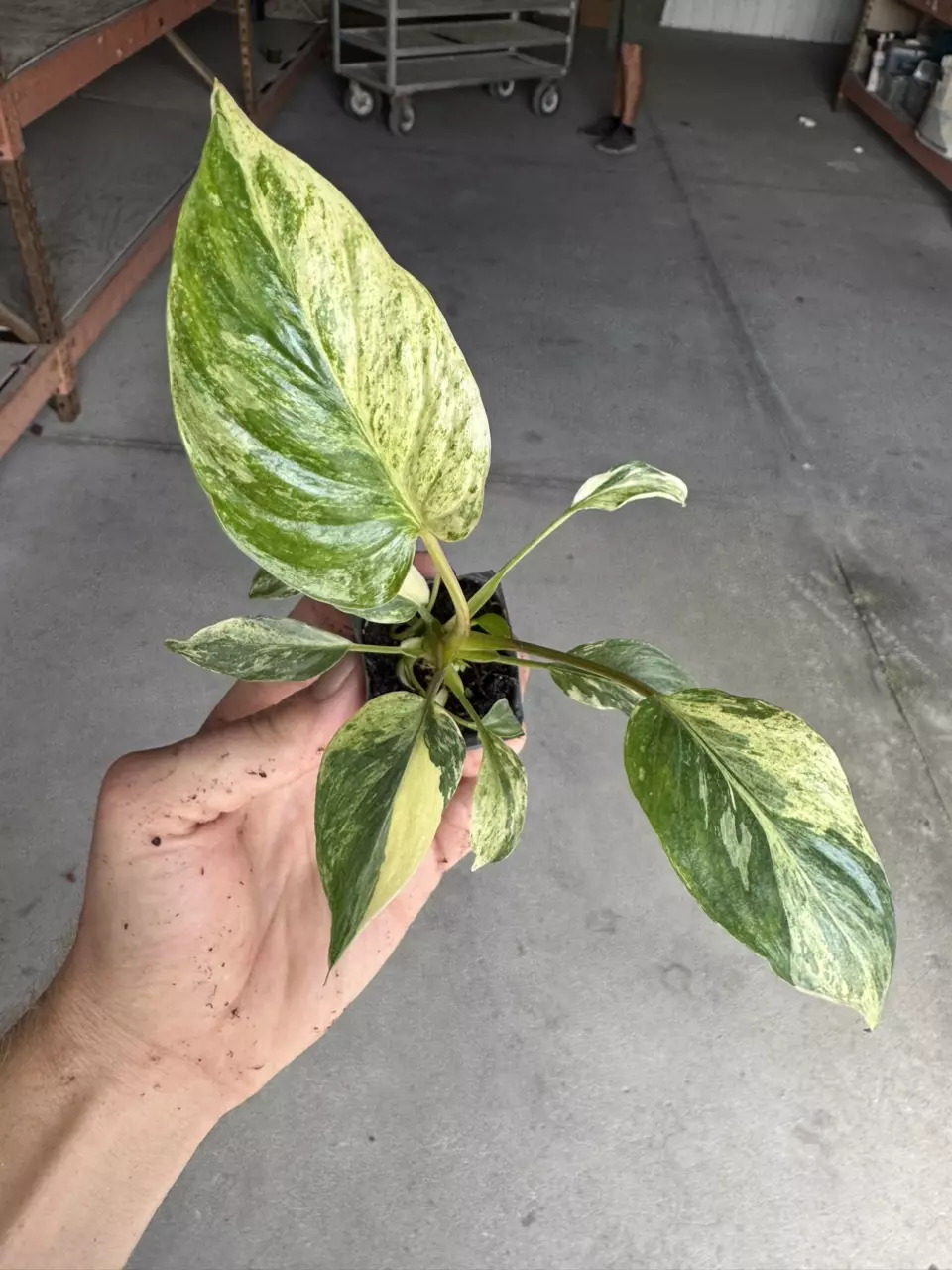 plant/Homalomena java starter plant growera choice-0
