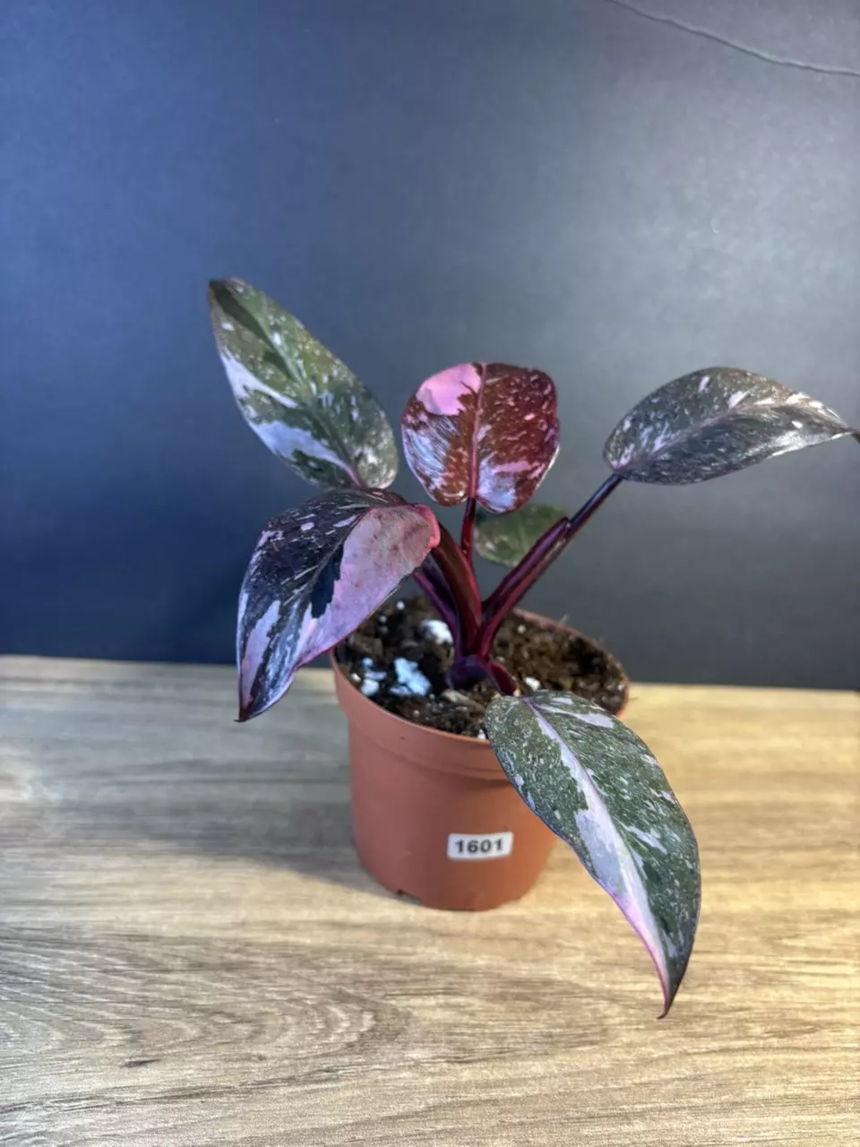 plant/Philodendron Pink Princess Marble 4”-0