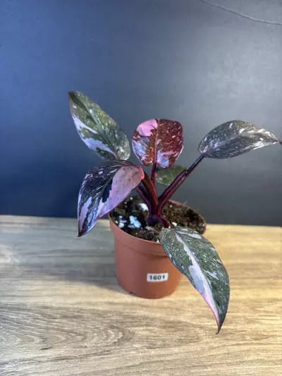 plant/Philodendron Pink Princess Marble 4”-0-thumbnail