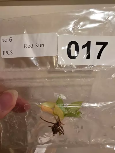 plant/Red Sun, Philo McDowell Tissue Culture Pack Rehab-2-thumbnail