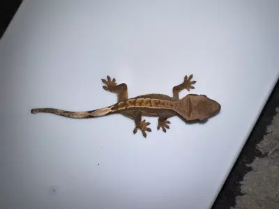 plant/CG#27-2-thumbnail