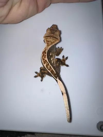 plant/CG#13-1-thumbnail