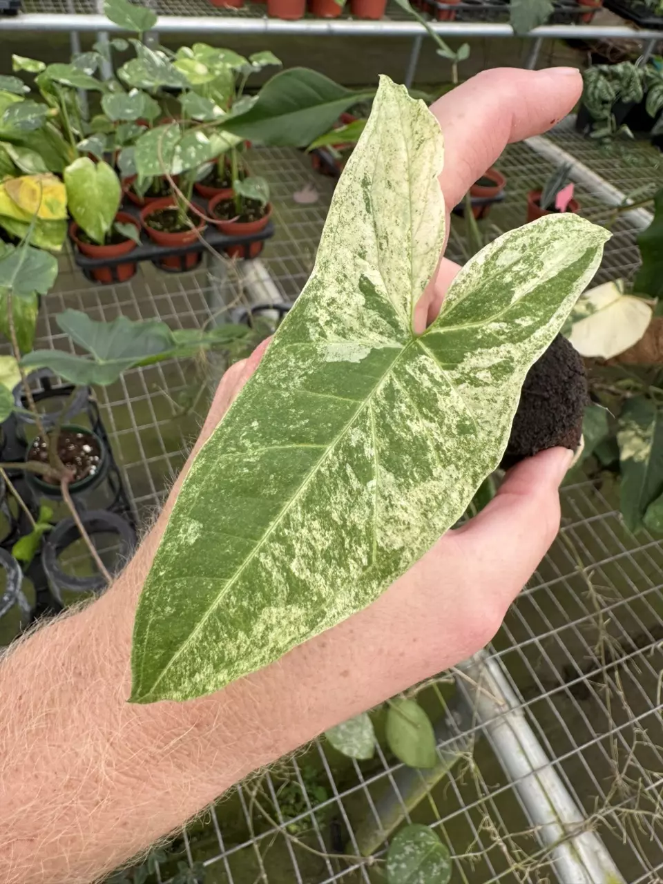 plant/Syngonium batik variegated starter plant growers choice-1
