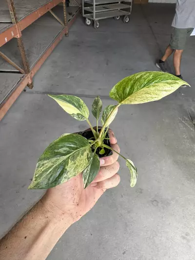plant/Homalomena java starter plant growera choice-4-thumbnail