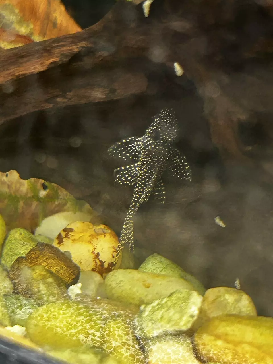 L262 stardust pleco