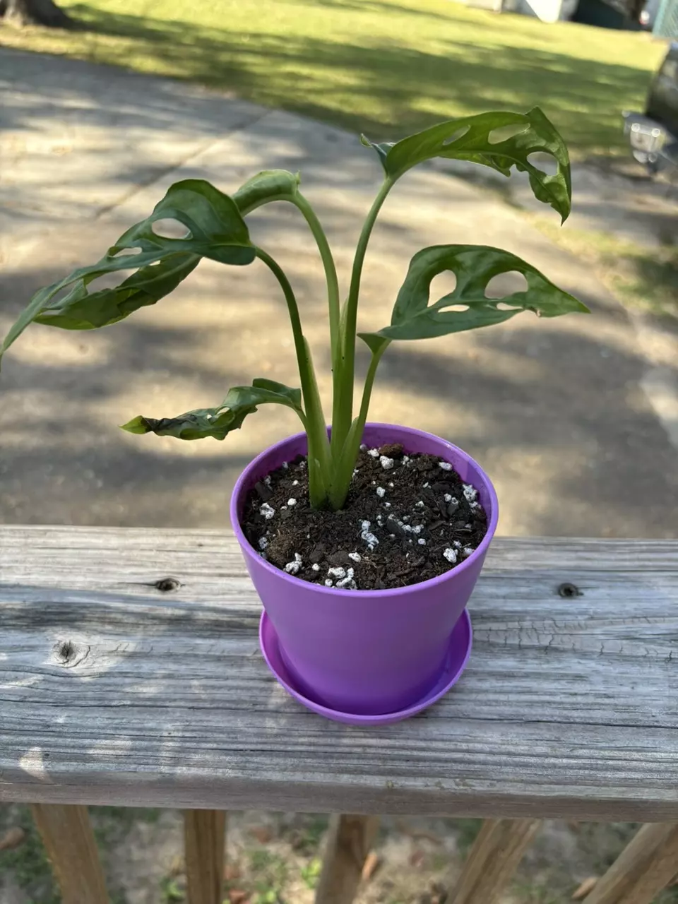 plant/Monstera adansonii-0