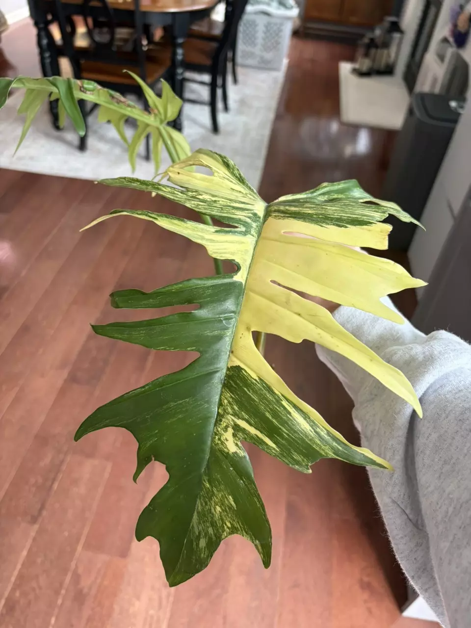 plant/Florida Beauty x Mayoi Top Cut-0
