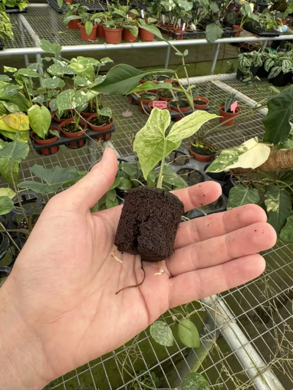 plant/Syngonium batik variegated starter plant growers choice-7
