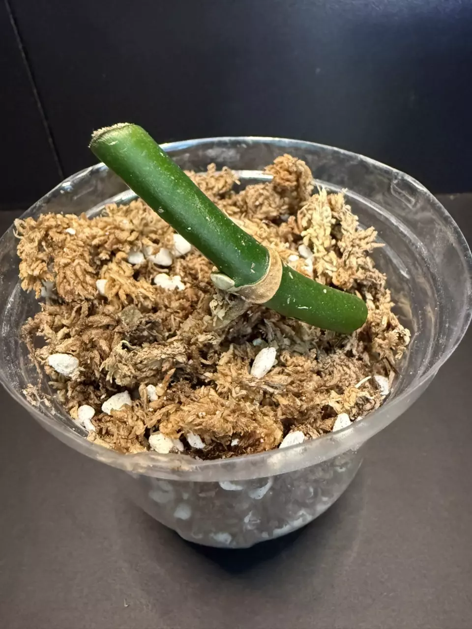 plant/✨ Rare Monstera egregia Rooted Node w/ Growth Point 🌱(5)-0