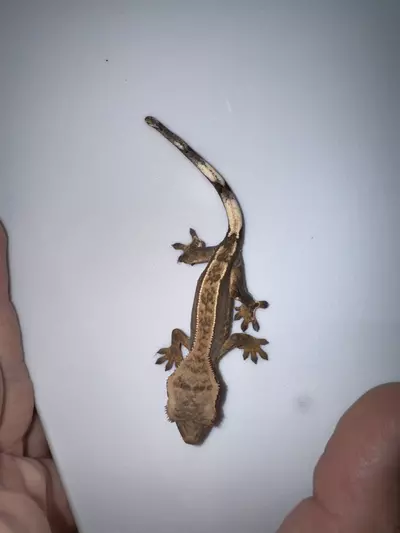 plant/CG#25-0-thumbnail