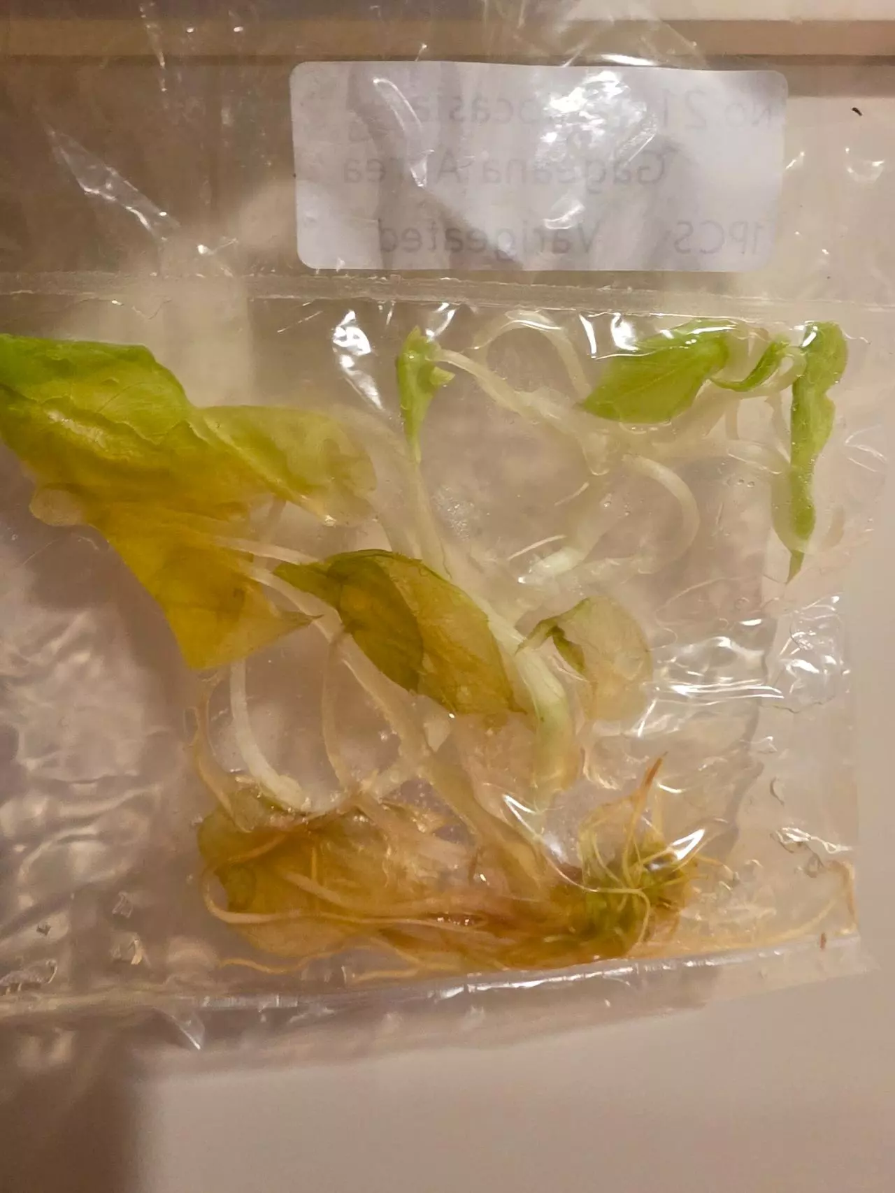 plant/REHAB tissue culture TC pack. Alocasia Aurea Wentii & Alocasia Aurea Gageana-1