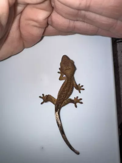 plant/CG# 7-0-thumbnail