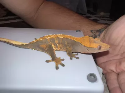 plant/CG#12-3-thumbnail