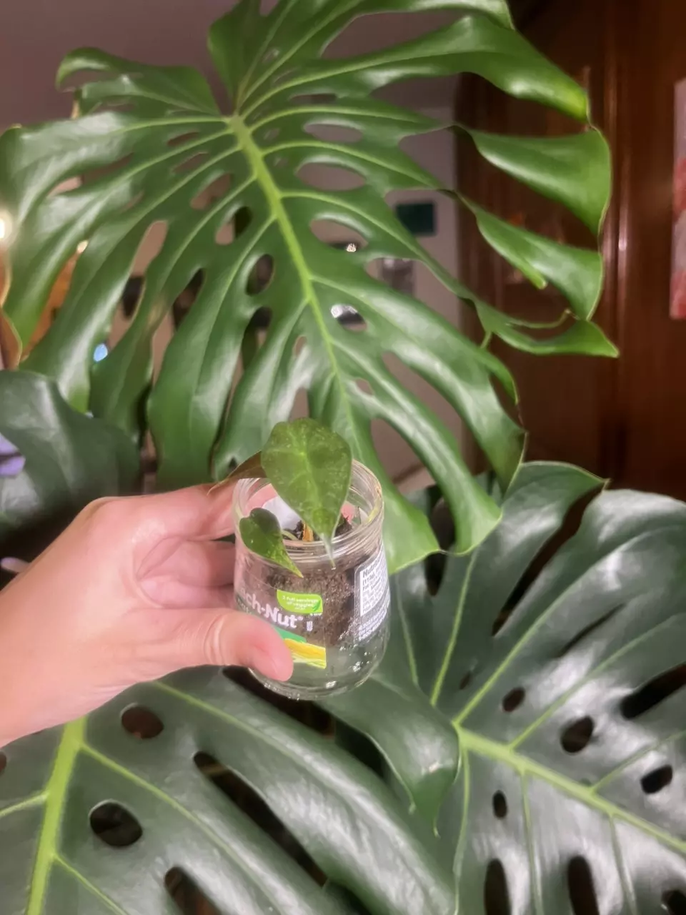 plant/Sanderiana Pink Alocasia-7