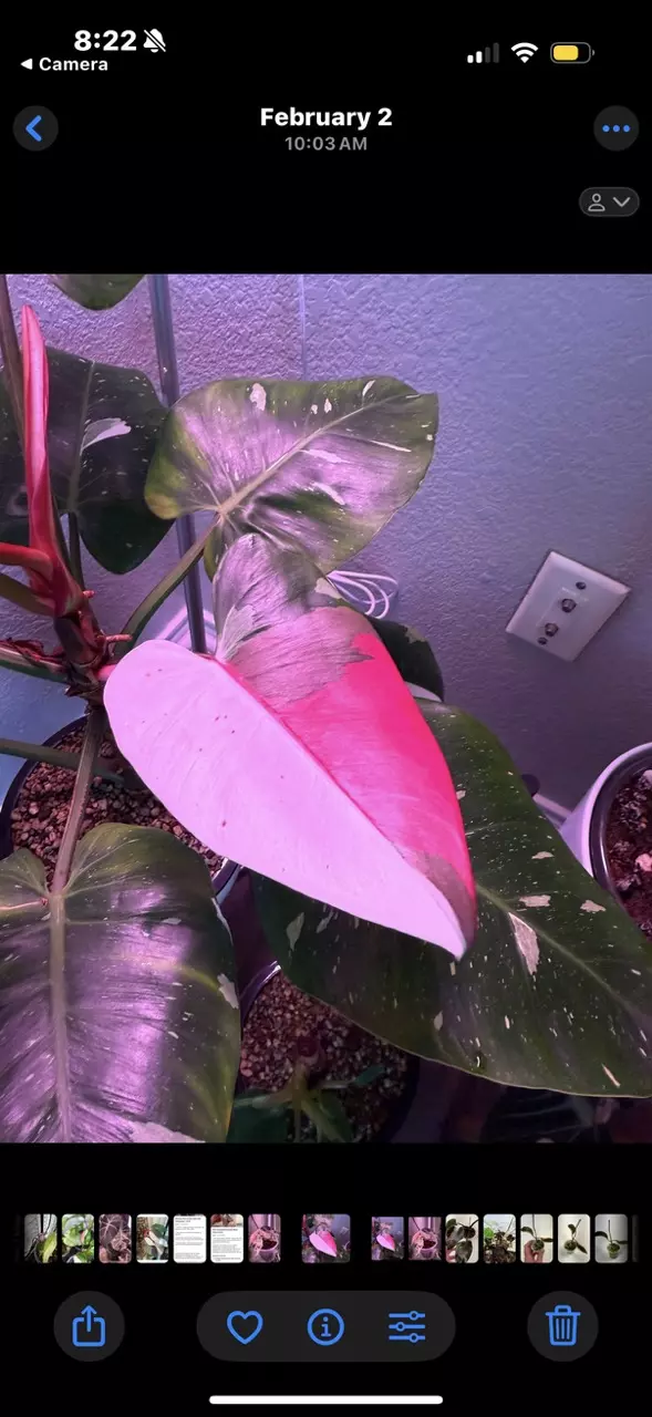 plant/Philodendron White Princess / Pink Tri-Color Hybrid-1