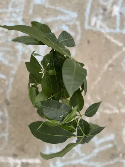 plant/Money Tree-2-thumbnail