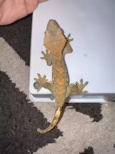 plant/CG# 5-0-thumbnail