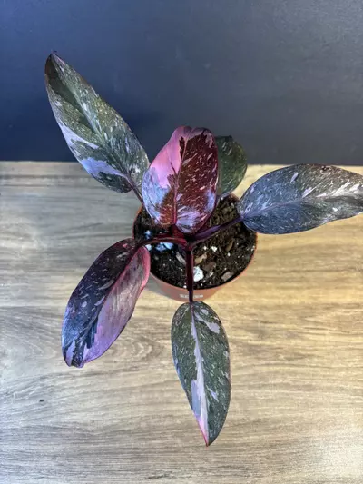 plant/Philodendron Pink Princess Marble 4”-1-thumbnail