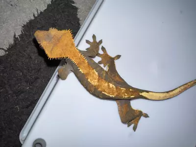 plant/CG#12-1-thumbnail