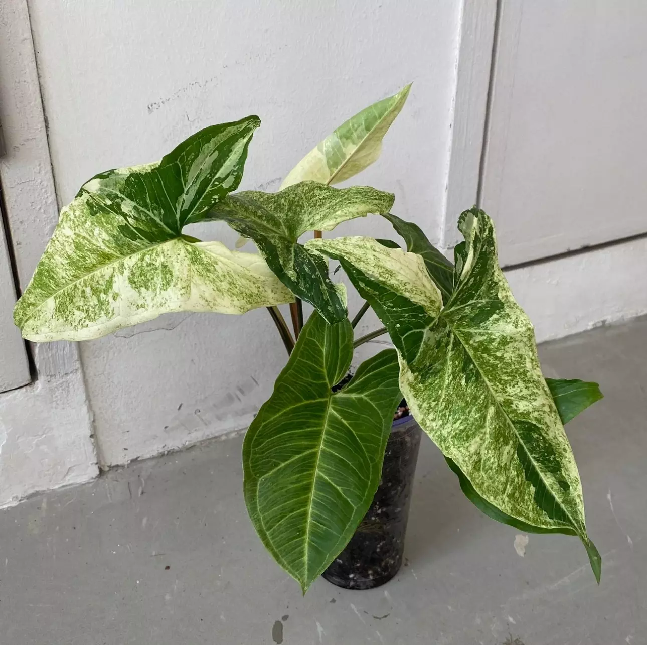 plant/Syngonium batik variegated starter plant growers choice-0